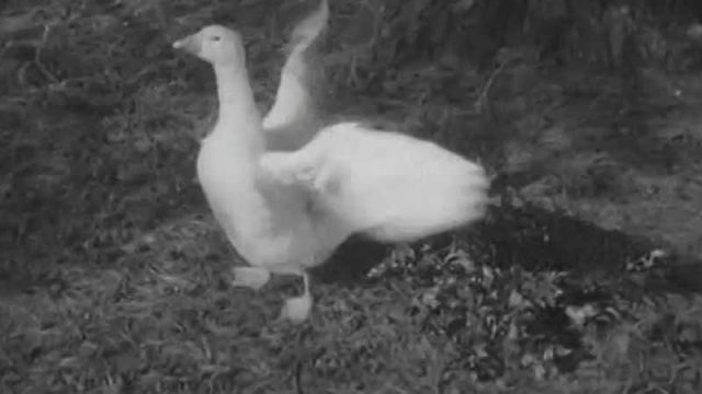 The Christmas Goose