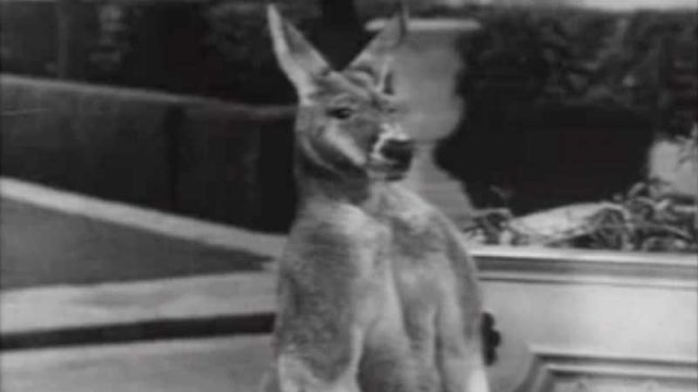 The Giant Jackrabbit